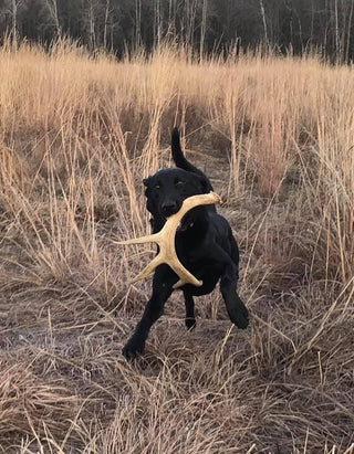 Shed Hunting