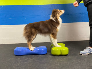 Introductory Fitness Class for the Performance Dog