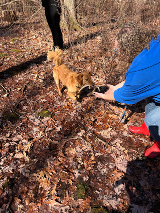 Private / Semi-Private Shed Hunt Lessons