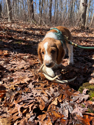 Intro to Shed Hunt Seminar  - TBD (Course Date 1)