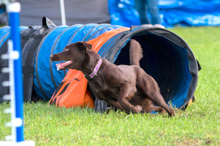 Fitness for the Performance Dog - Class