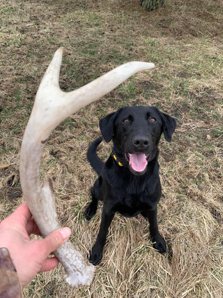 Shed Hunt Standard Private Lesson