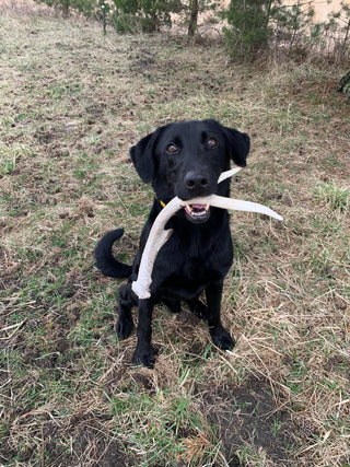 Shed Hunt Beginner Group Class